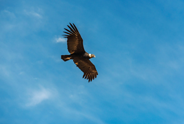 Condor, ave da Cordilheira dos Andes que é o símbolo do condoreirismo, voando no céu. Condor, ave da Cordilheira dos Andes que é o símbolo do condoreirismo, voando no céu.
